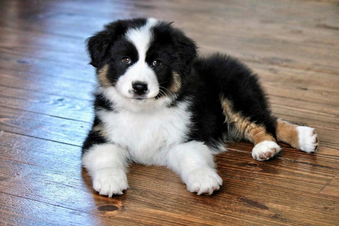 best_aussie_puppies_1