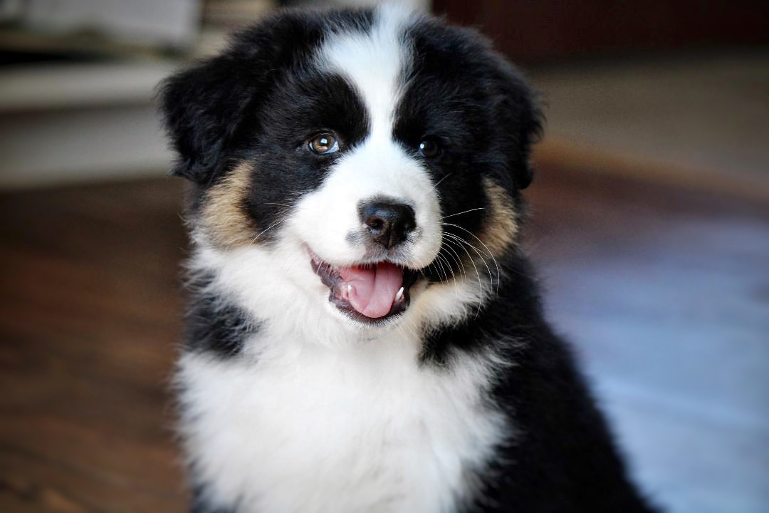 best_aussie_puppies_4
