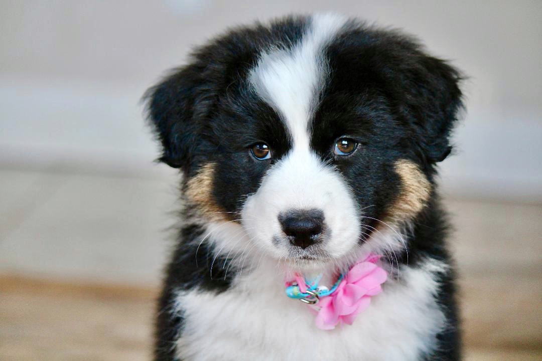 best_aussie_puppies_7