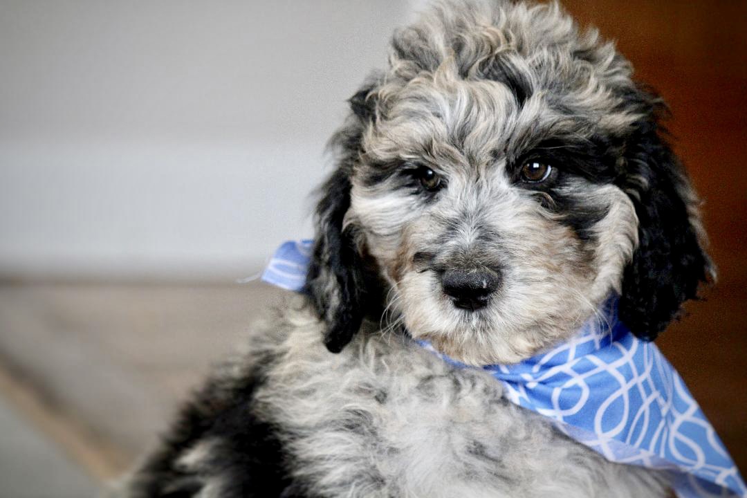 aussie_doodle_puppies_for_sale_
