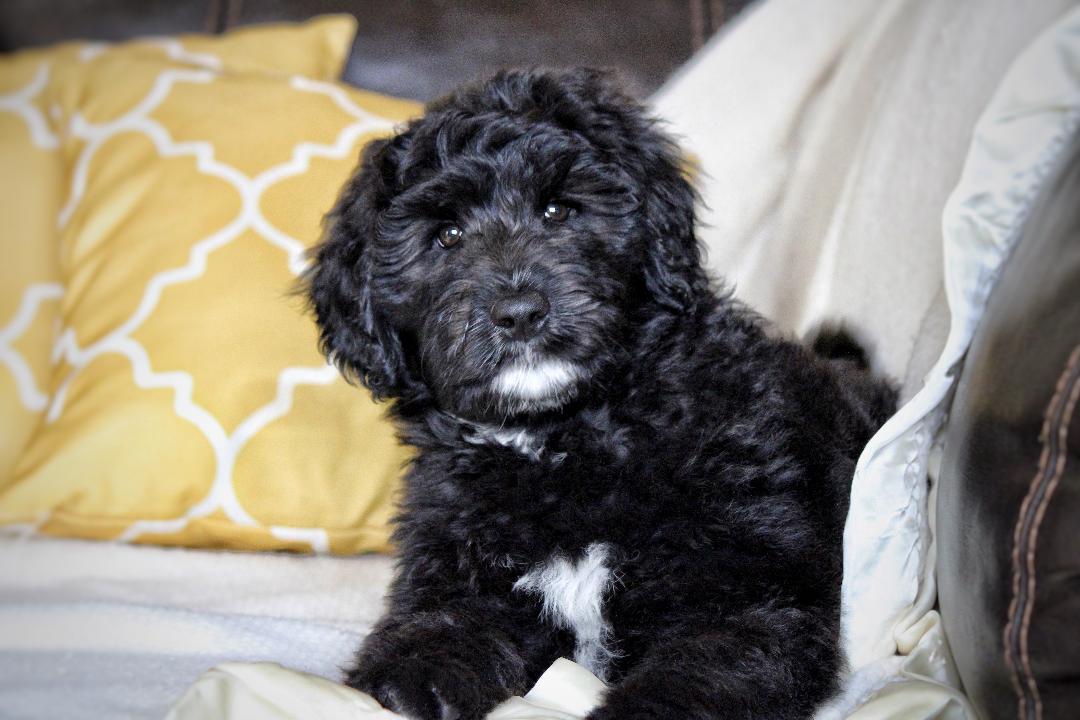 aussiedoodle_puppies_for_sale_