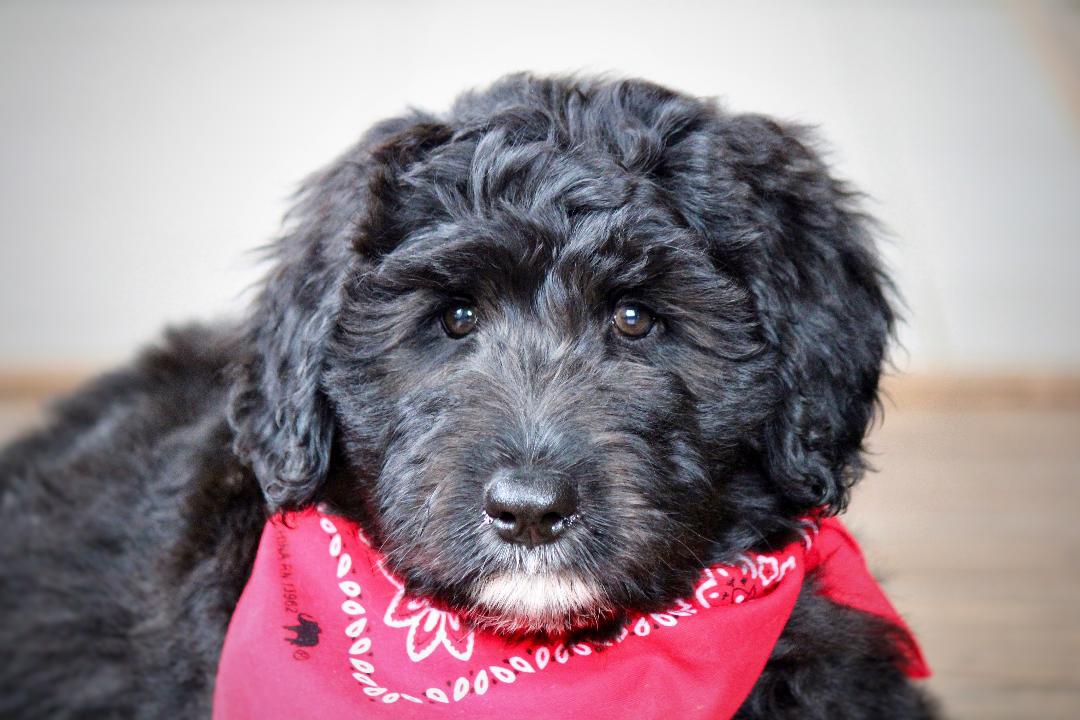 aussiedoodle_puppies_for_sale_4
