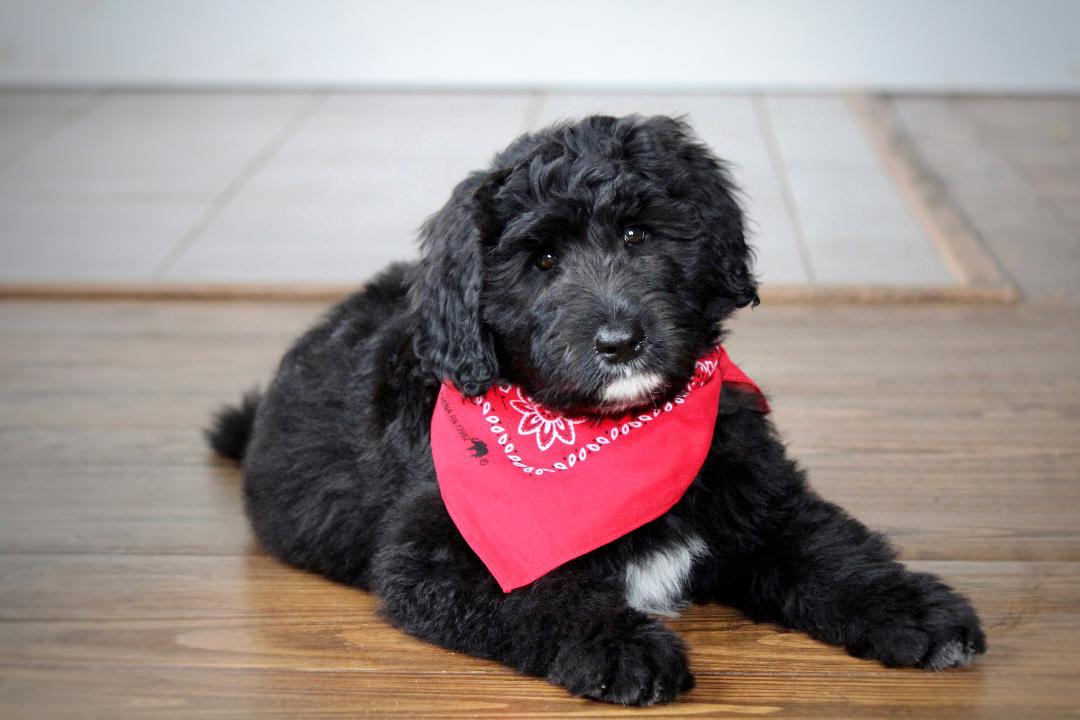 aussiedoodle_puppies_for_sale_5