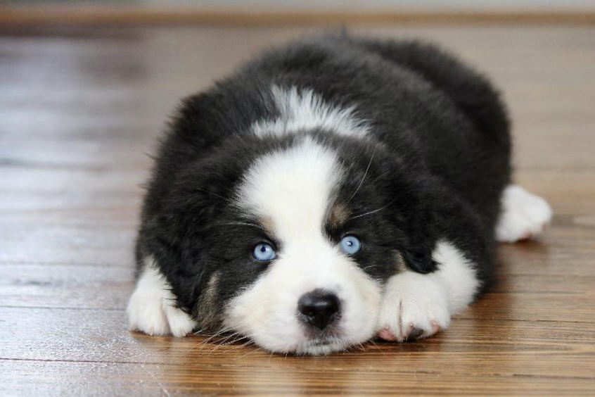 most_popular_australian_shepherd_breeder_in_the_midwest_2