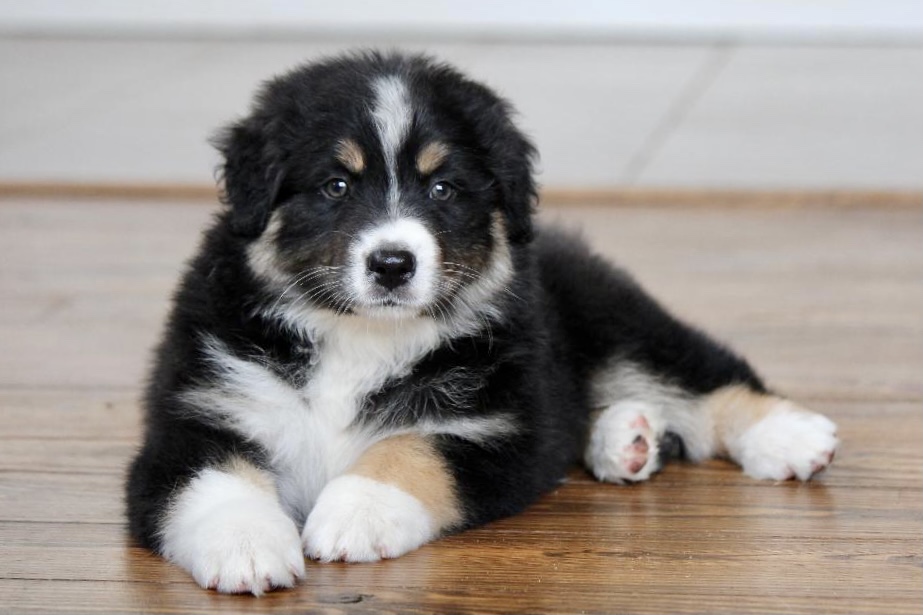 most_respectable_australian_shepherd_breeder_in_michigan_