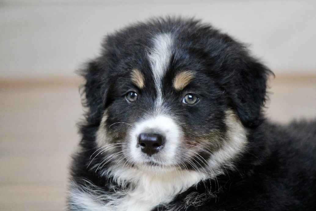 most_respectable_australian_shepherd_breeder_in_michigan_1