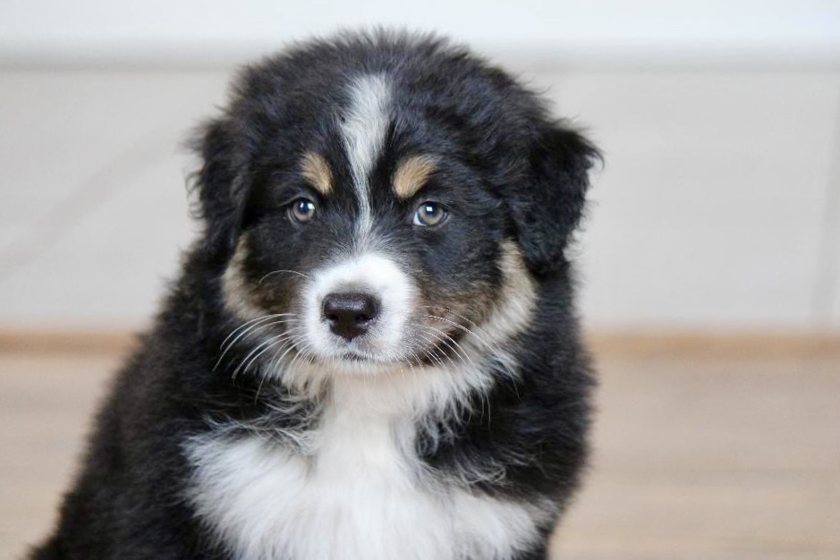 most_respectable_australian_shepherd_breeder_in_michigan_5