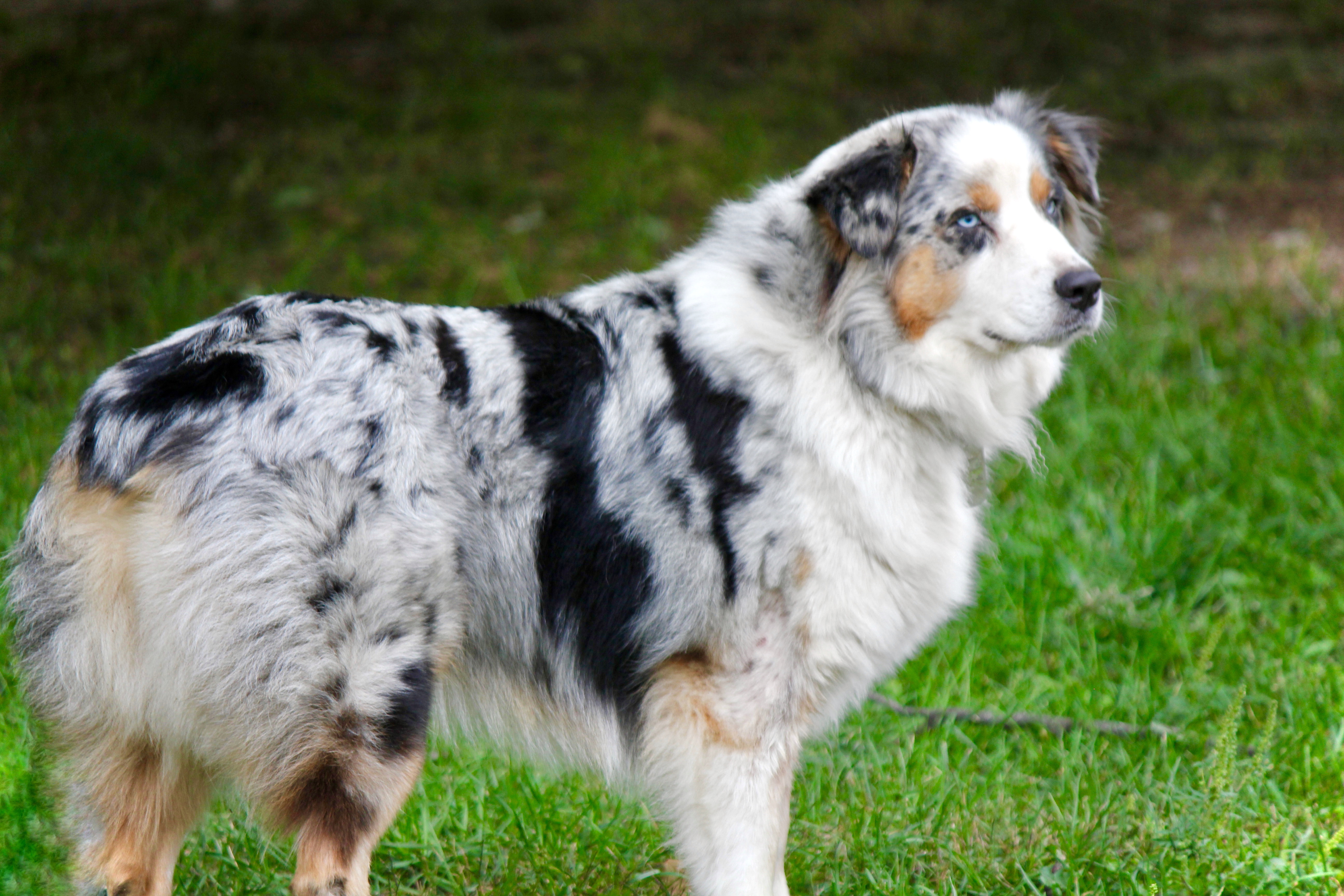 oakley_australian_dog4