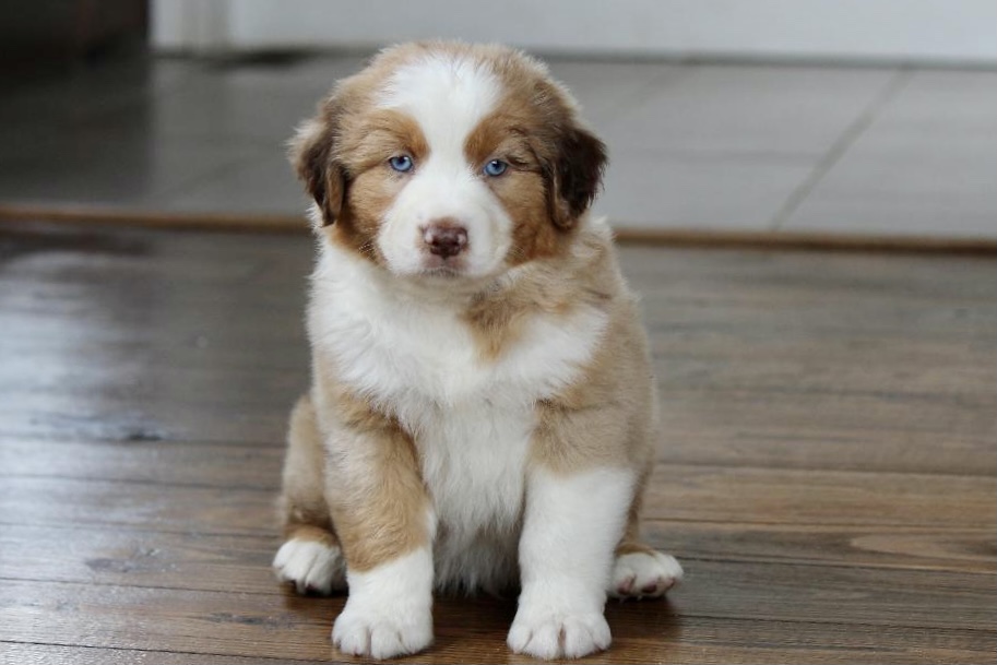 reputable_australian_shepherd_breeders_in_baltimore_area_2
