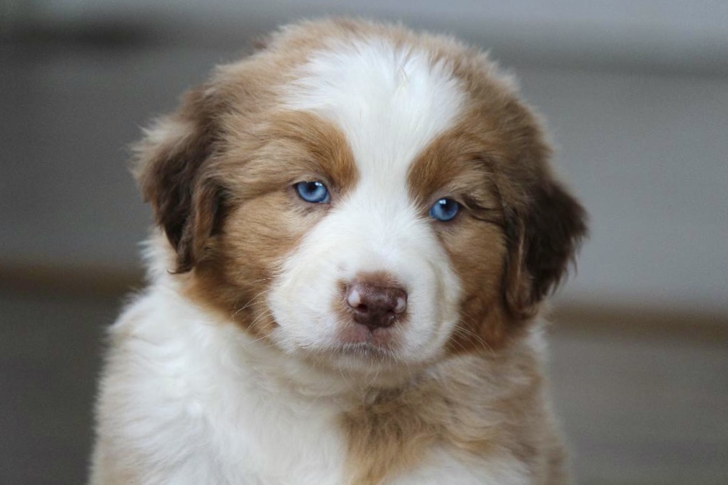 reputable_australian_shepherd_breeders_in_baltimore_area_5