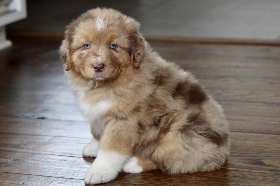 reputable_australian_shepherd_breeders_in_boston_area_2