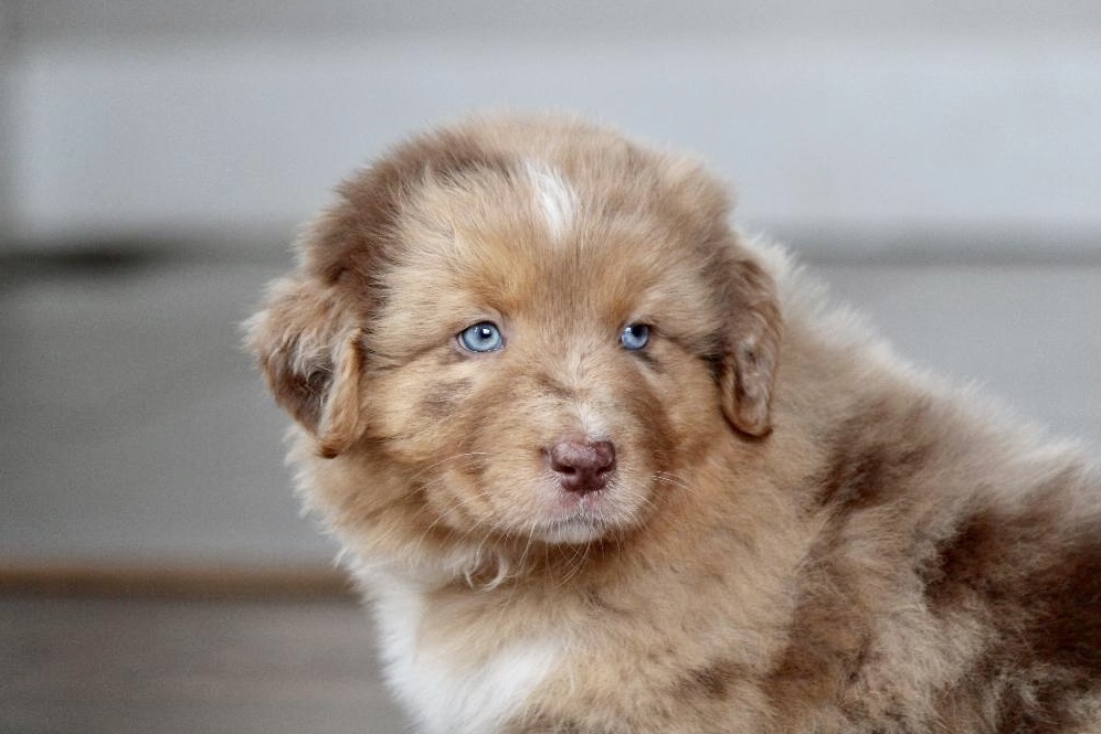 reputable_australian_shepherd_breeders_in_boston_area_3