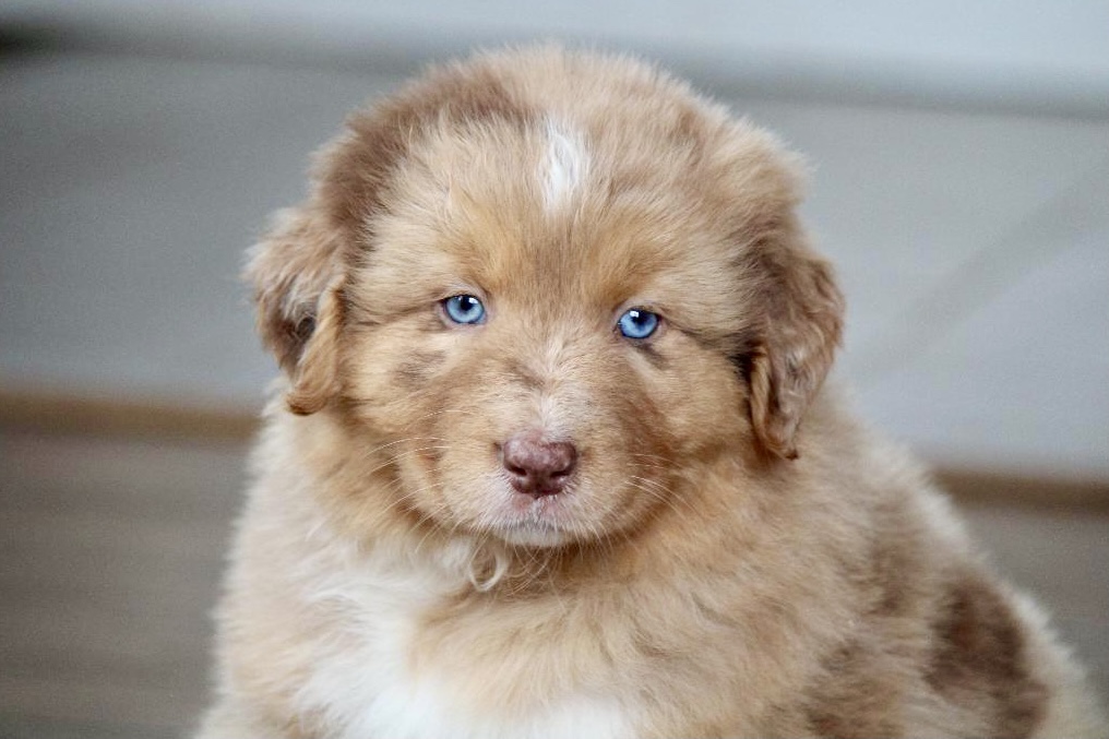 reputable_australian_shepherd_breeders_in_boston_area_5