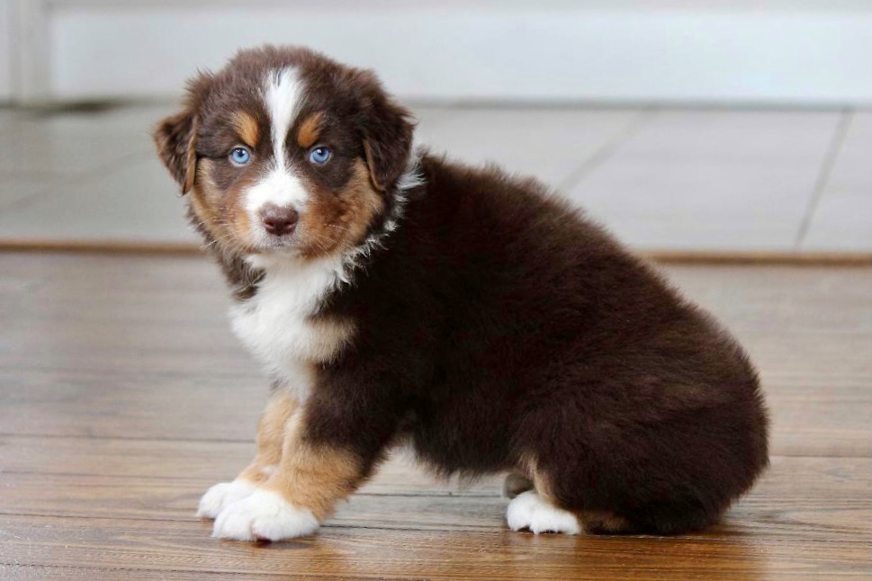 reputable_australian_shepherd_breeders_in_chicago_area_1-1