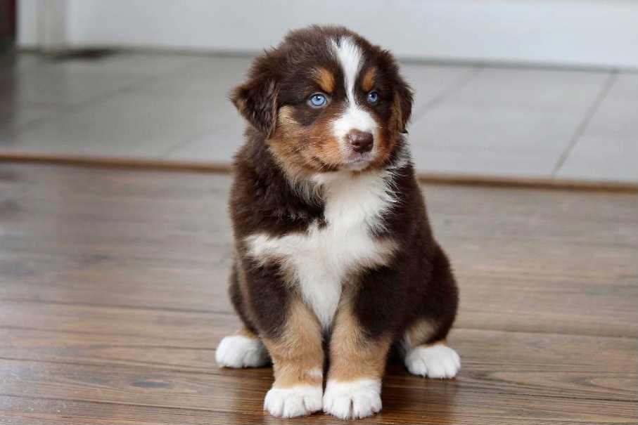 reputable_australian_shepherd_breeders_in_chicago_area_2-1