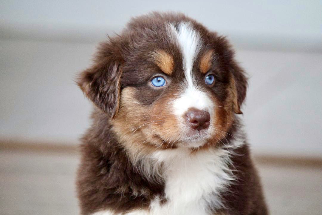 reputable_australian_shepherd_breeders_in_chicago_area_3-1