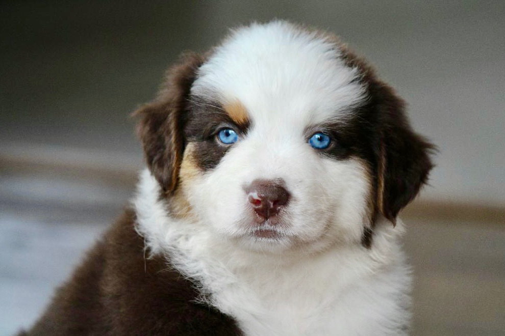 reputable_australian_shepherd_breeders_in_dc_area_1-1