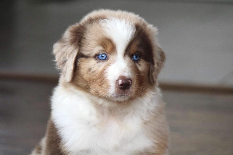 reputable_australian_shepherd_breeders_in_detroit_area_