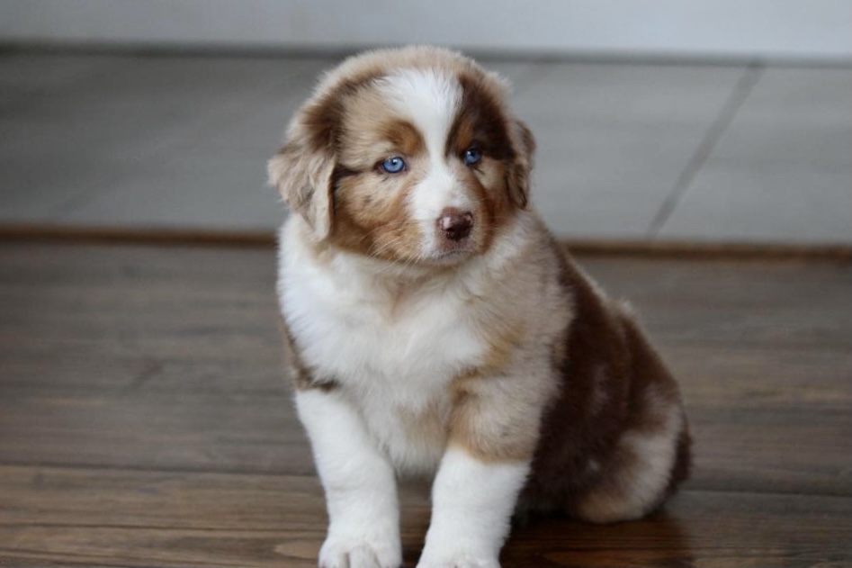 reputable_australian_shepherd_breeders_in_detroit_area_4