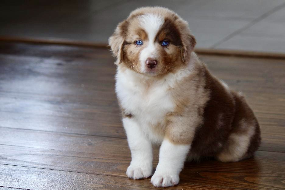 reputable_australian_shepherd_breeders_in_detroit_area_6