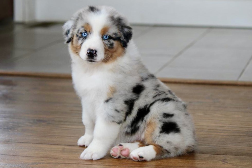 reputable_australian_shepherd_breeders_in_illinois_2