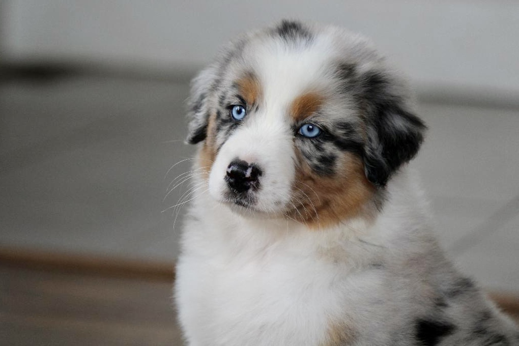 reputable_australian_shepherd_breeders_in_illinois_3