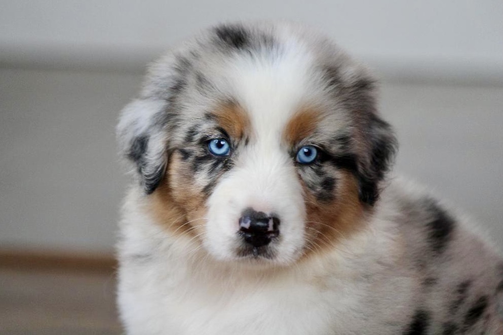 reputable_australian_shepherd_breeders_in_illinois_4