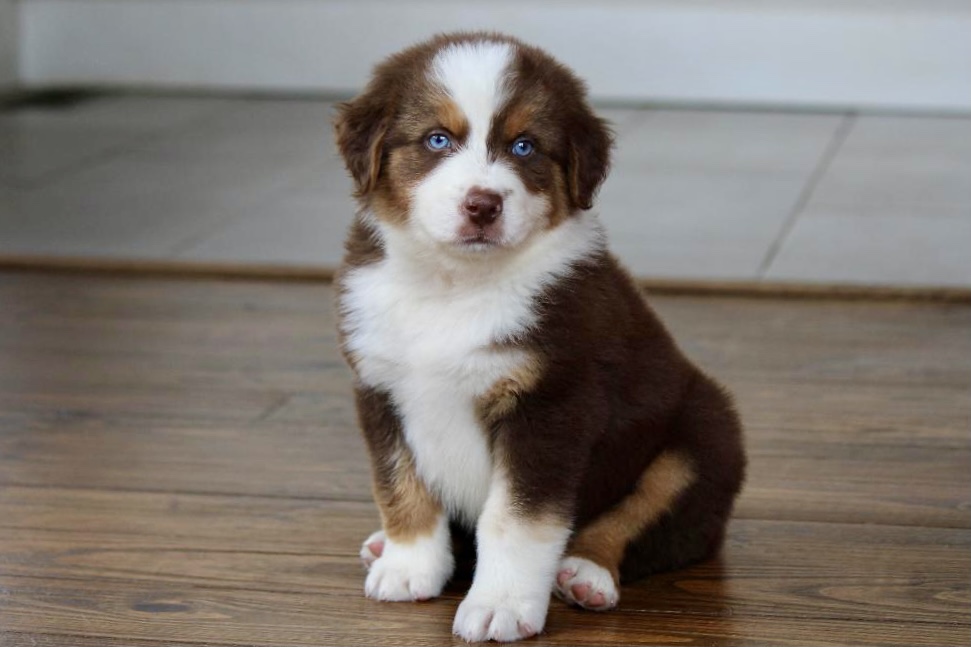 reputable_australian_shepherd_breeders_in_long_island_area_1