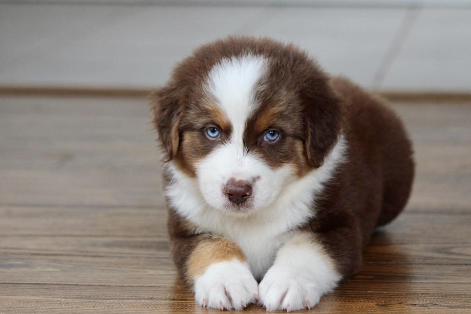 reputable_australian_shepherd_breeders_in_long_island_area_3