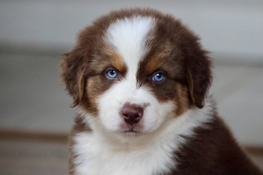 reputable_australian_shepherd_breeders_in_long_island_area_4