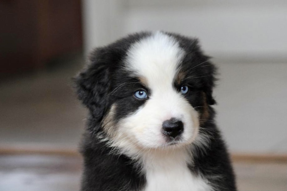 reputable_australian_shepherd_breeders_in_michigan