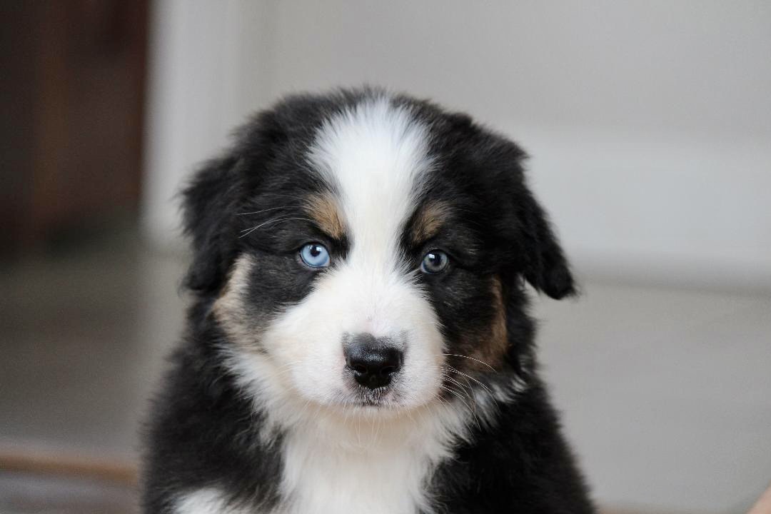 reputable_australian_shepherd_breeders_in_michigan_10