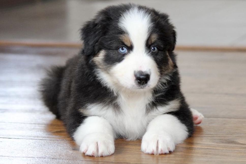 reputable_australian_shepherd_breeders_in_michigan_5