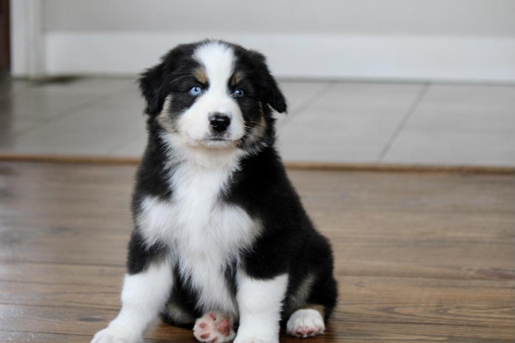 reputable_australian_shepherd_breeders_in_michigan_7