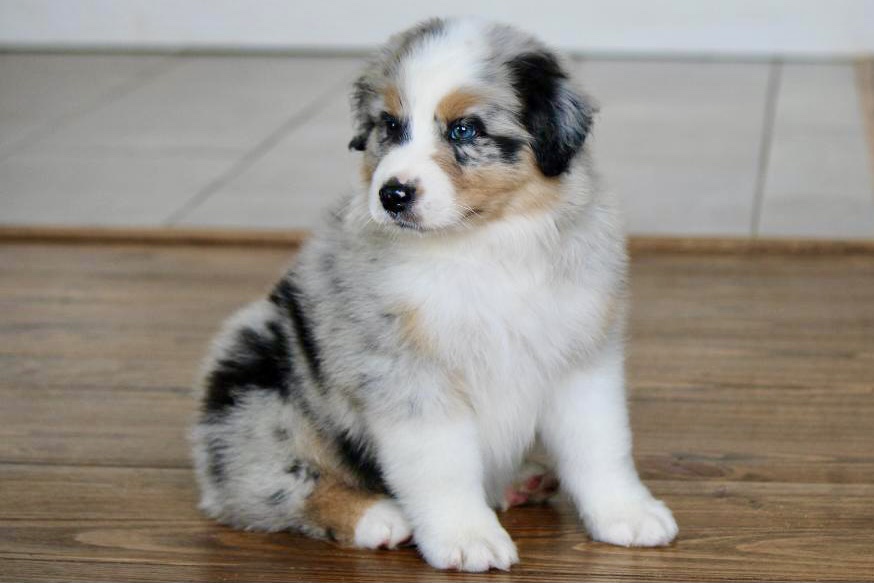 reputable_australian_shepherd_breeders_in_ohio_1