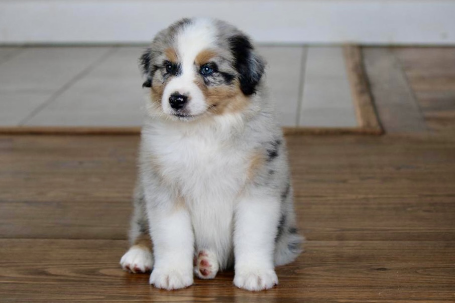reputable_australian_shepherd_breeders_in_ohio_2