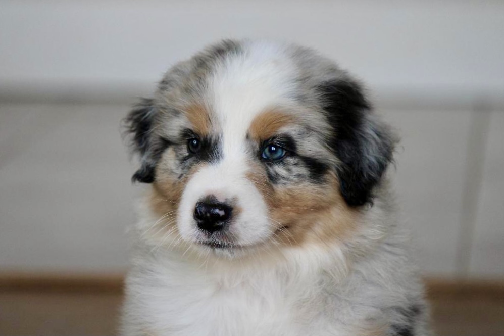 reputable_australian_shepherd_breeders_in_ohio_3