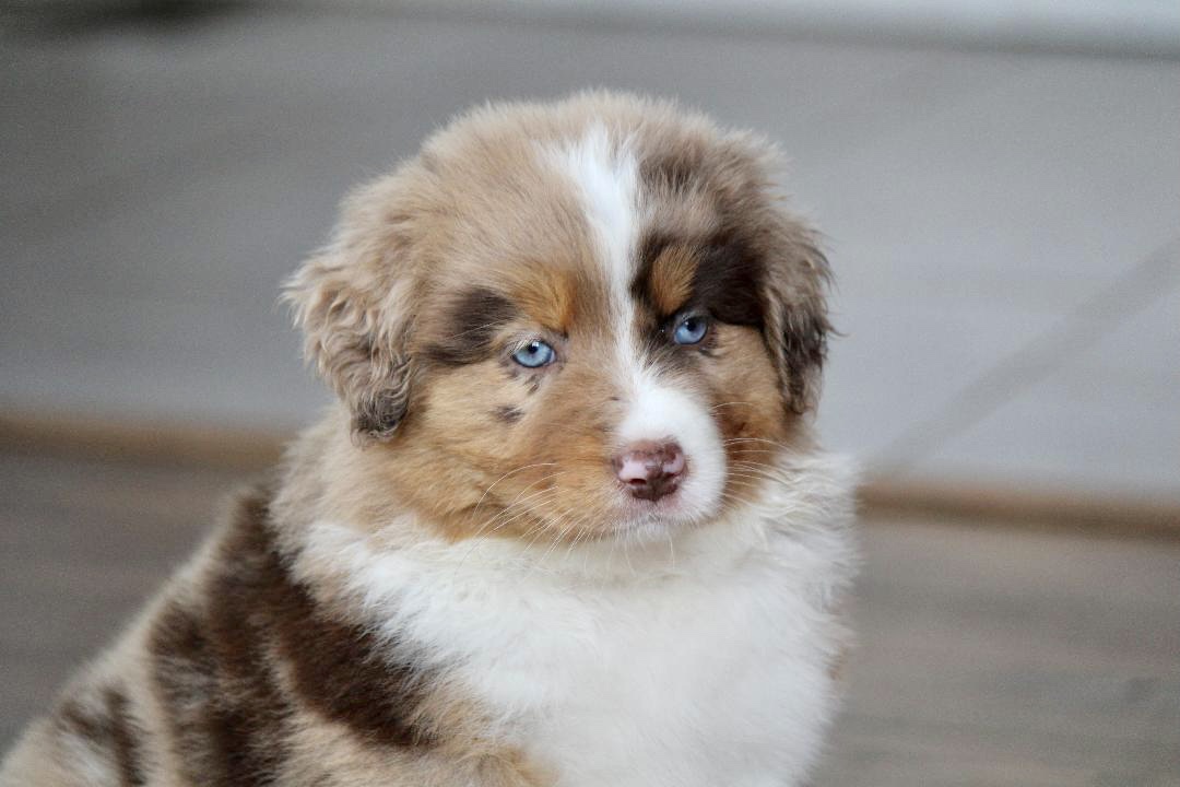 reputable_australian_shepherd_breeders_in_philadelphia_area_1