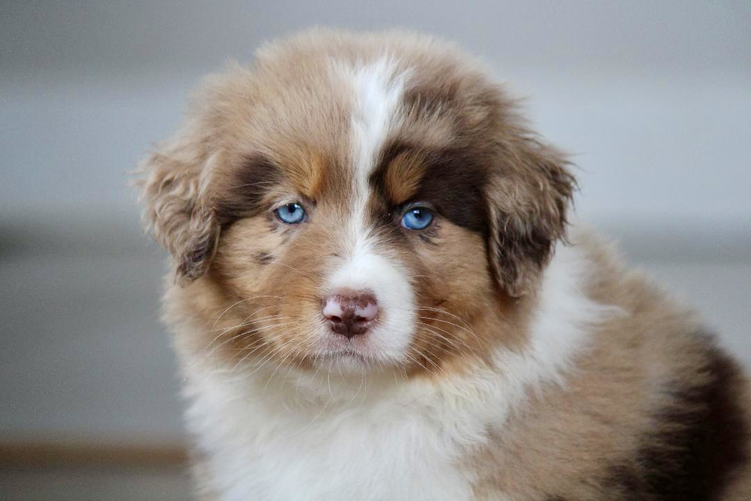 reputable_australian_shepherd_breeders_in_philadelphia_area_2