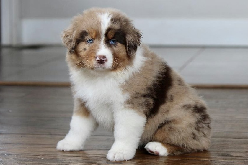 reputable_australian_shepherd_breeders_in_philadelphia_area_3