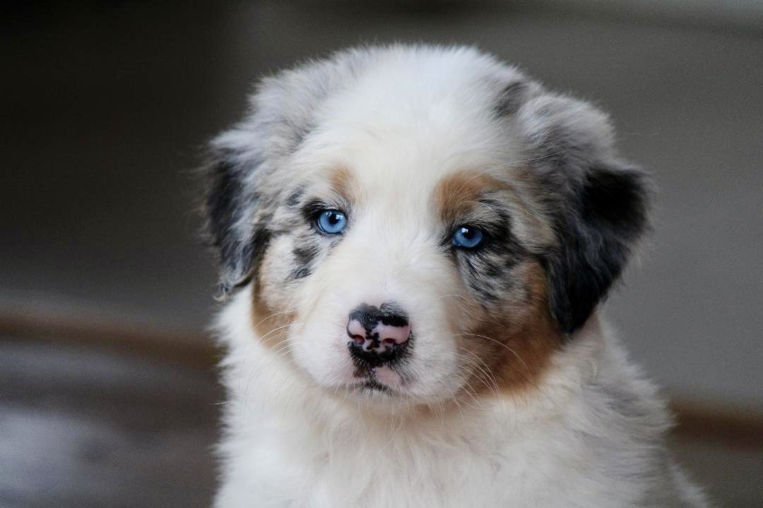 reputable_australian_shepherd_breeders_in_virginia_