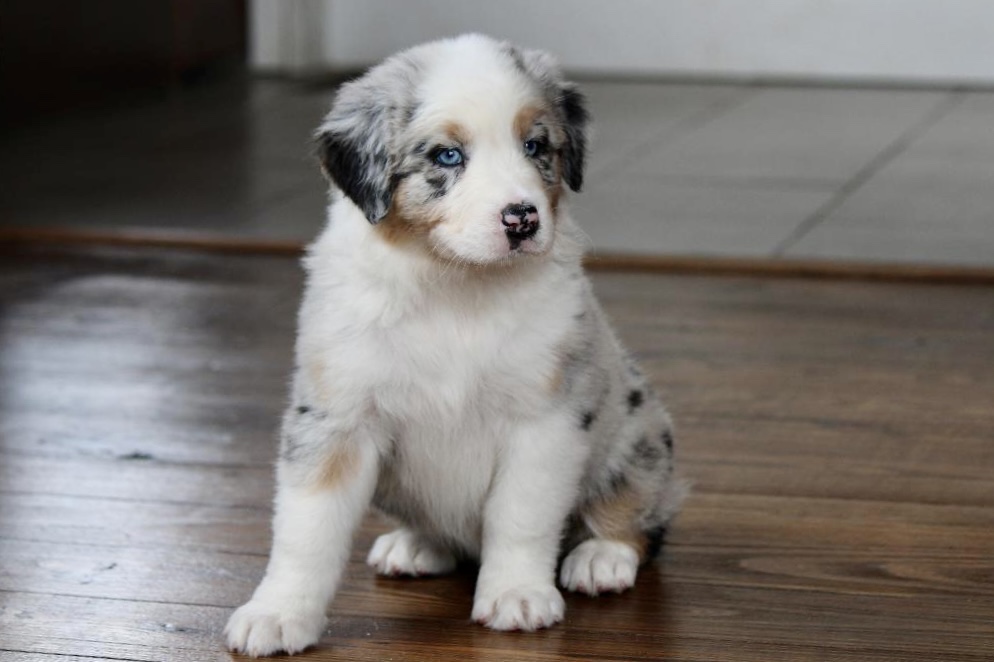 reputable_australian_shepherd_breeders_in_virginia_2
