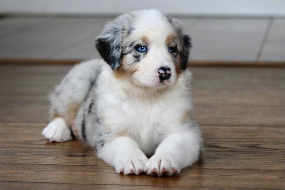 reputable_australian_shepherd_breeders_in_virginia_4