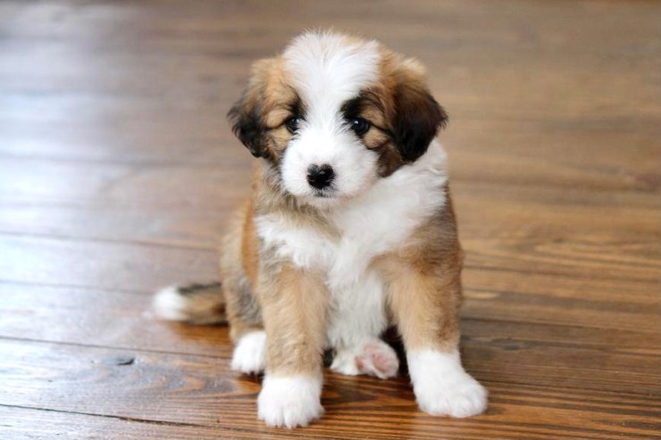 reputable_mini_aussiedoodle_breeders_in_cleveland_area