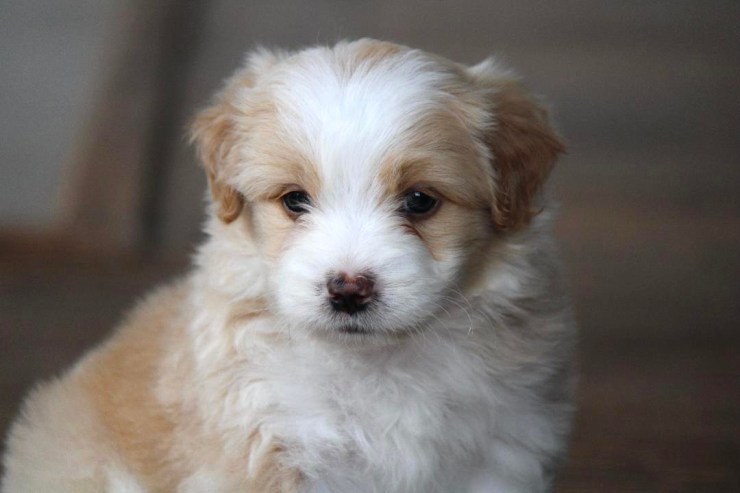 reputable_mini_aussiedoodle_breeders_in_detroit_area_3