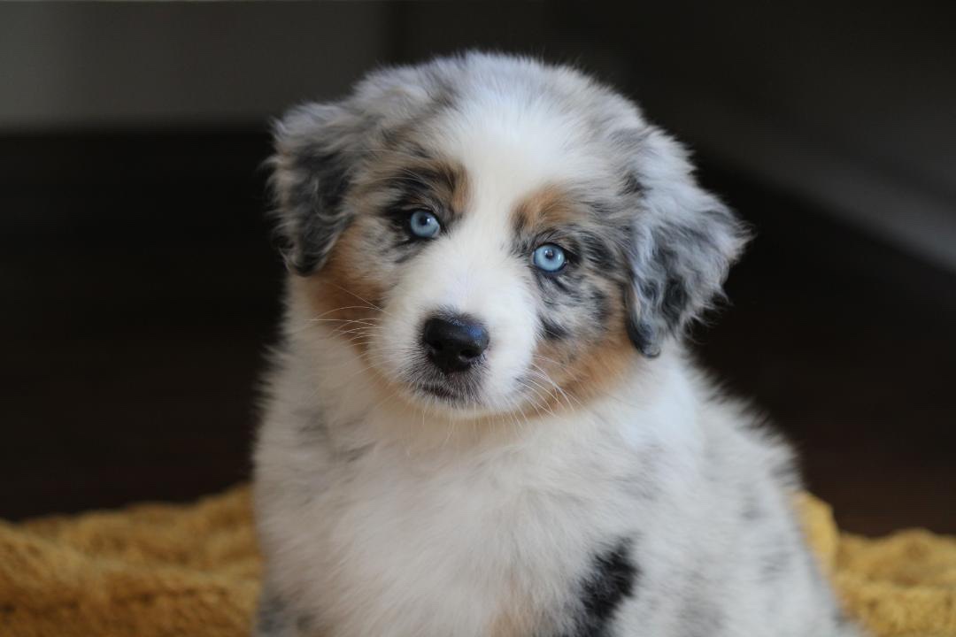 aussie_puppies_for_sale_near_anchorage_1