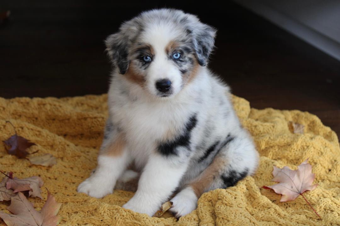 aussie_puppies_for_sale_near_anchorage_2