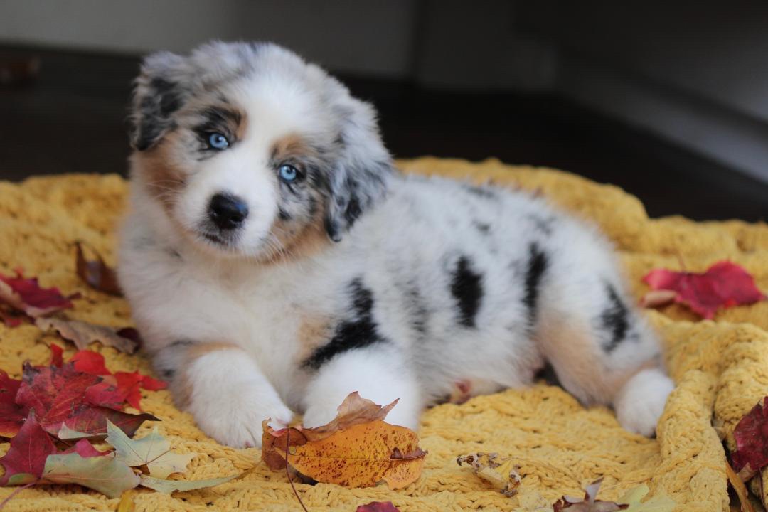 aussie_puppies_for_sale_near_anchorage_3