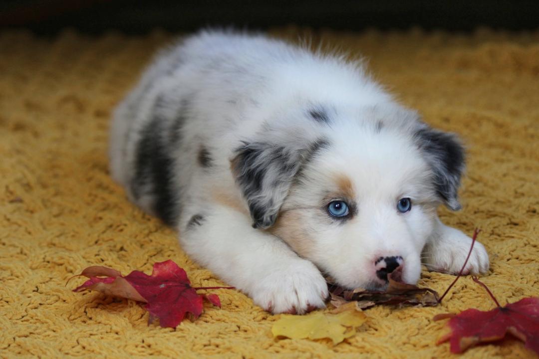 aussie_puppies_for_sale_near_baltimore_3