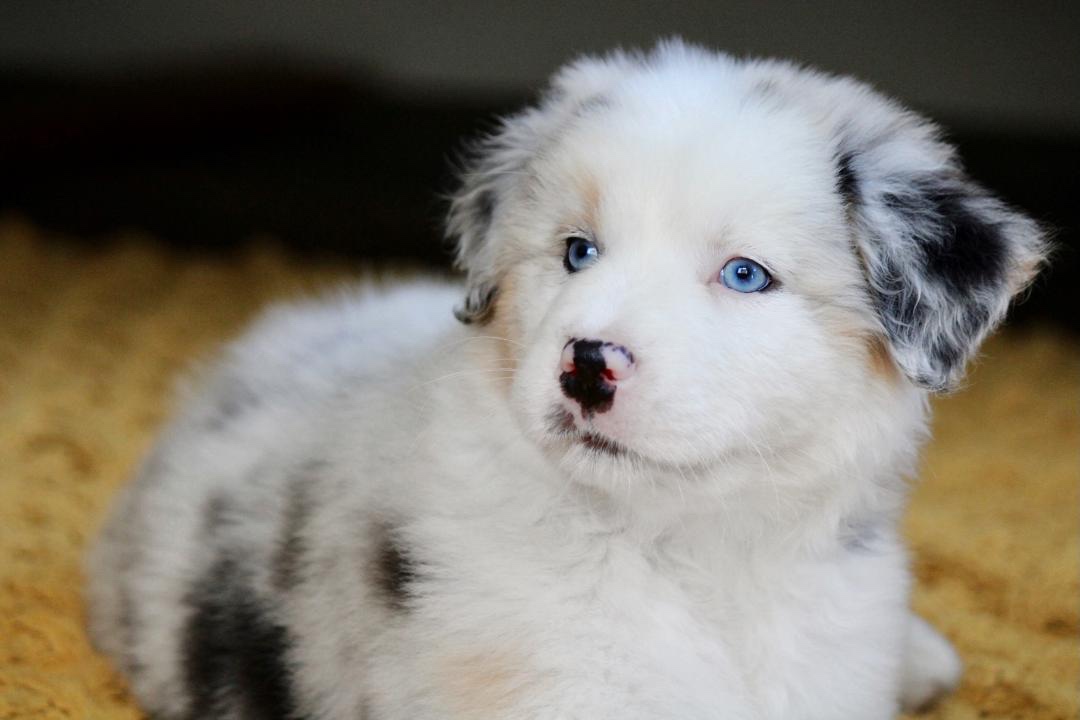 aussie_puppies_for_sale_near_baltimore_5